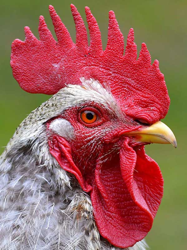 Почему у курицы и петуха синеет гребень: причины, что делать, меры профилактики